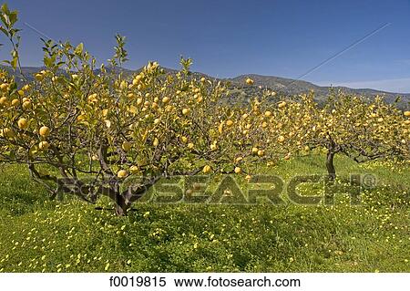 Italy, Sicily, Madonie mountains park, blossoming mimosa tree View Large Photo Image Stock Photography - Italy, Sicily, Madonie mountains park, blossoming mimosa tree. Fotosearch