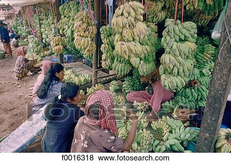Stock Photo - Cambodia, bananas harvest. Fotosearch