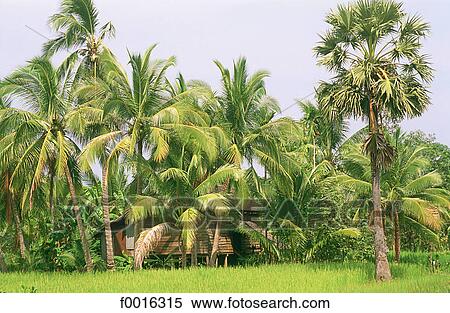 Stock Photography - Cambodia, near Siem Reap, Khmer village. Fotosearch