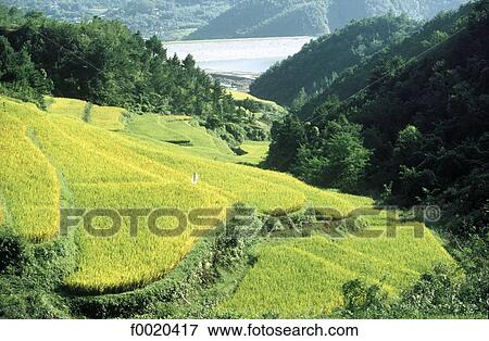 South Korea, Posong region, rice paddies View Large Photo Image Stock Photo - South Korea, Posong region, rice paddies. Fotosearch