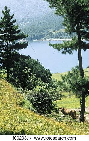 Stock Photo - South Korea, south coast landscape. Fotosearch
