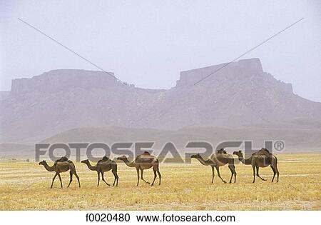 Stock Image - Yemen, Ramlat As Sab'atayn desert. Fotosearch