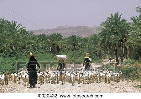 Stock Image - Yemen, Wadi Hadramawt, shepherdesses. Fotosearch