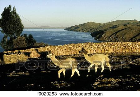 Bolivia, lake Titicaca, the Sun island View Large Photo Image Stock Image - Bolivia, lake Titicaca, the Sun island. Fotosearch