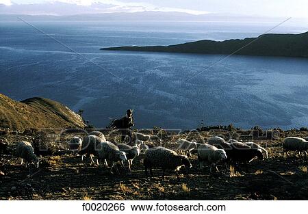 Stock Photograph - Bolivia, lake Titicaca, the Sun island. Fotosearch