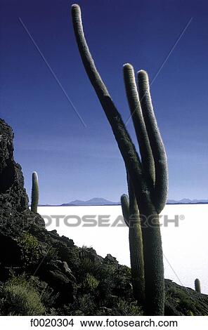 Picture - Bolivia, Uyuni salt marsh, Pescado Island, giant cactus. Fotosearch