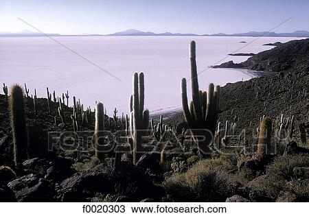 Bolivia, Uyuni salt marsh, Pescado Island View Large Photo Image Stock Image - Bolivia, Uyuni salt marsh, Pescado Island. Fotosearch