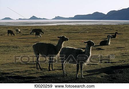 Bolivia, Uyuni salt marsh, Tawa View Large Photo Image Stock Photo - Bolivia, Uyuni salt marsh, Tawa. Fotosearch