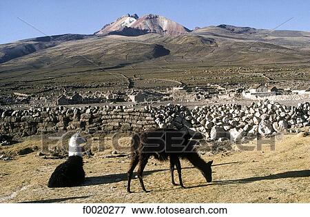 Bolivia, Uyuni salt marsh, Thunupa vulcano View Large Photo Image Stock Photo - Bolivia, Uyuni salt marsh, Thunupa vulcano. Fotosearch