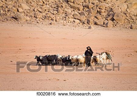 Jordan, Bedouin shepherdess View Large Photo Image Stock Photograph - Jordan, Bedouin shepherdess. Fotosearch