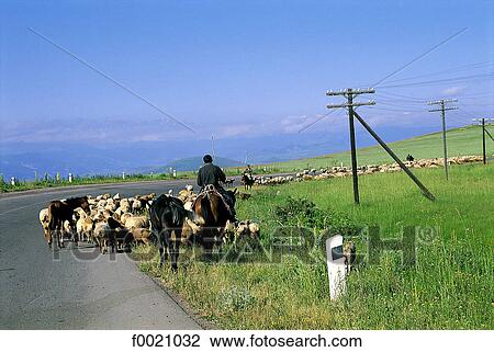 Armenia, near Goris, shepherd View Large Photo Image Stock Image - Armenia, near Goris, shepherd. Fotosearch