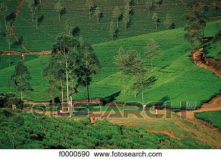 Stock Image - Sri Lanka, Nuwara Eliya, tea plantations. Fotosearch
