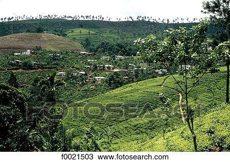 Sri Lanka, Pussellawa, tea plantation View Large Photo Image Stock Image - Sri Lanka, Pussellawa, tea plantation. Fotosearch