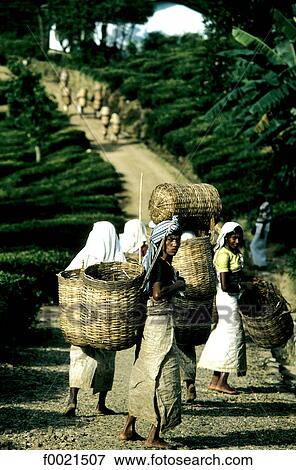 Stock Photo - Sri Lanka, Pussellawa, tea plantation, picking. Fotosearch