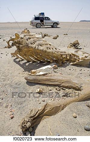 Stock Image - Sudan, Camel skeleton in the desert. Fotosearch