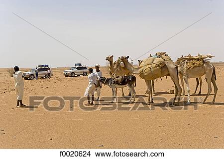 Picture - Sudan, Eastern Sahara, Bedouin caravan. Fotosearch