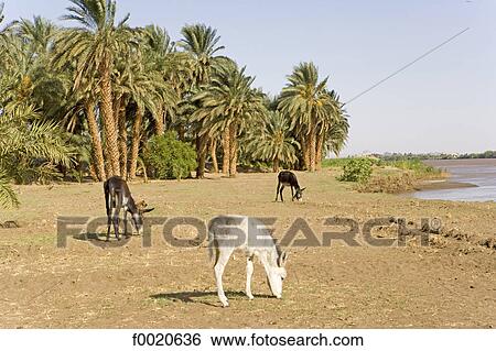 Sudan, Eastern Sahara, Sesebi, the Nile side View Large Photo Image Stock Photograph - Sudan, Eastern Sahara, Sesebi, the Nile side. Fotosearch