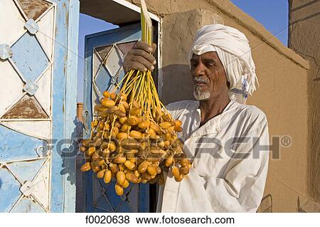 Sudan, Eastern Sahara, Soleib, fresh dates View Large Photo Image Stock Photo - Sudan, Eastern Sahara, Soleib, fresh dates. Fotosearch