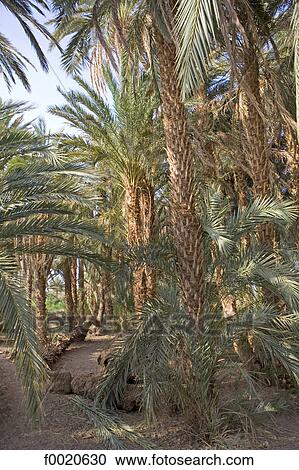 Sudan, Eastern Sahara, Soleib, palm tree forest View Large Photo Image Stock Image - Sudan, Eastern Sahara, Soleib, palm tree forest. Fotosearch