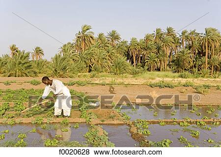 Sudan, Eastern Sahara, Soleib, working farmer View Large Photo Image Stock Photo - Sudan, Eastern Sahara, Soleib, working farmer. Fotosearch