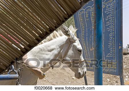 Stock Photo - Sudan, Karima, at the ferry stop. Fotosearch