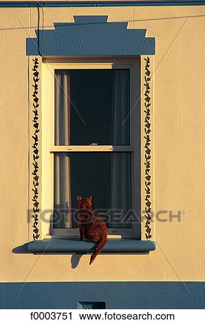 Stock Image - Channel Islands, Guernsey, cat on a window. Fotosearch