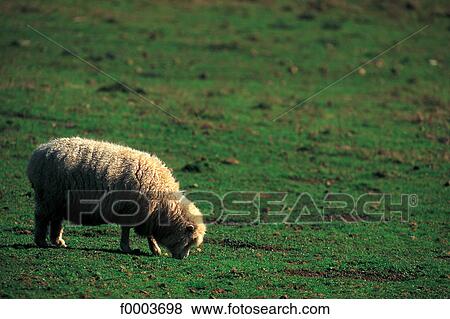 Channel Islands, Guernsey, pasture land View Large Photo Image Stock Photo - Channel Islands, Guernsey, pasture land. Fotosearch