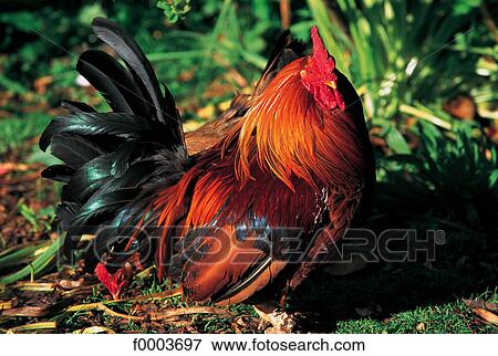 Channel Islands, Guernsey, rooster View Large Photo Image Stock Photo - Channel Islands, Guernsey, rooster. Fotosearch