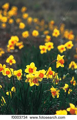 Channel Islands, Jersey, daffodils View Large Photo Image Picture - Channel Islands, Jersey, daffodils. Fotosearch