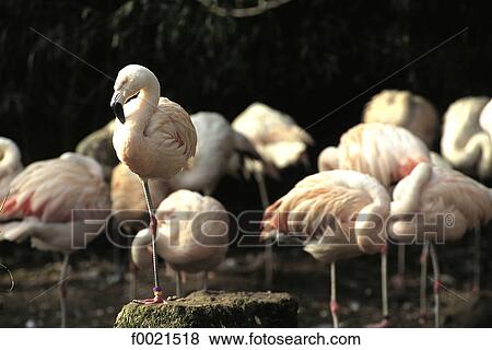 Stock Photo - Channel Islands, Jersey, flamingos at the zoo. Fotosearch