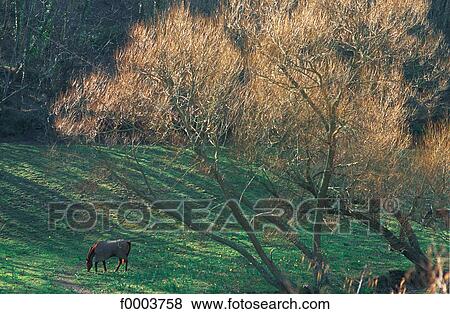 Stock Photo - Channel Islands, Jersey, landscape. Fotosearch