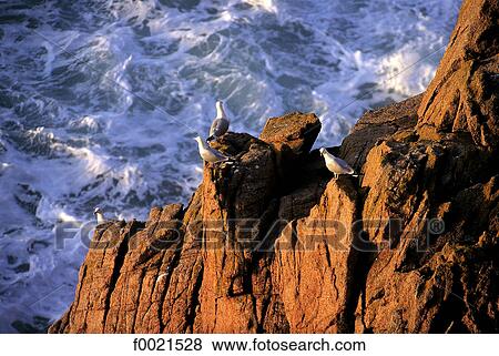 Channel Islands, Jersey, seagulls View Large Photo Image Stock Photo - Channel Islands, Jersey, seagulls. Fotosearch