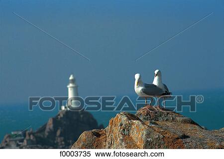 Channel Islands, Jersey, silver gulls View Large Photo Image Stock Photography - Channel Islands, Jersey, silver gulls. Fotosearch