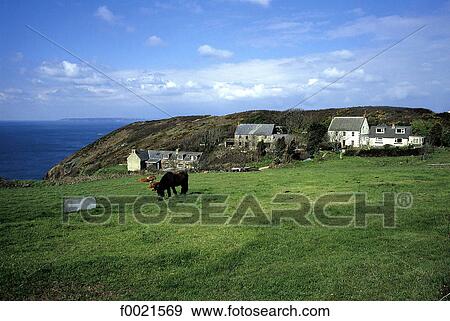 Stock Photo - Channel Islands, Sark, pasture land. Fotosearch