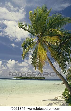 Picture - Models in Maldives. Fotosearch