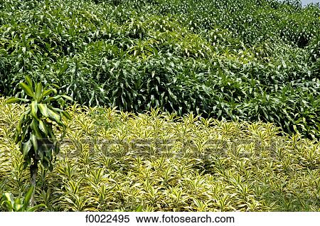 Costa Rica, agriculture in the mountains View Large Photo Image Stock Photography - Costa Rica, agriculture in the mountains. Fotosearch