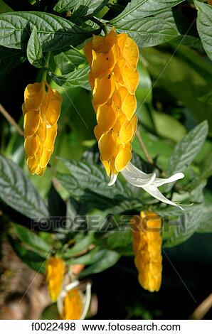 Stock Photo - Costa Rica, Arenal Volcano National Park, Tabacon, flowering plant. Fotosearch