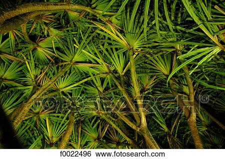 Costa Rica, Arenal Volcano National Park, Tabacon, pandanus View Large Photo Image Stock Photograph - Costa Rica, Arenal Volcano National Park, Tabacon, pandanus. Fotosearch