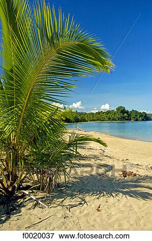 Costa Rica, Caribbean coast, beach View Large Photo Image Stock Photo - Costa Rica, Caribbean coast, beach. Fotosearch