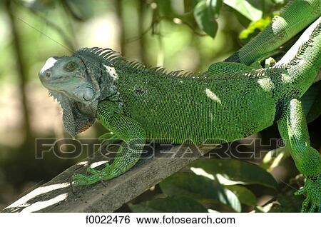 Costa Rica, Caribbean coast, Bri Bri Indian reserve, green iguana View Large Photo Image Stock Photograph - Costa Rica, Caribbean coast, Bri Bri Indian reserve, green iguana. Fotosearch