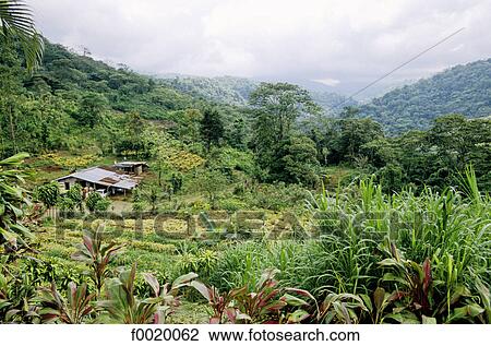 Costa Rica, farm in the mountains View Large Photo Image Stock Image - Costa Rica, farm in the mountains. Fotosearch