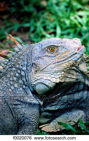 Costa Rica, Indian reserve, green iguanas breeding View Large Photo Image Stock Photograph - Costa Rica, Indian reserve, green iguanas breeding. Fotosearch