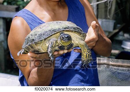 Costa Rica, Indian reserve, shaman and sacred turtle View Large Photo Image Picture - Costa Rica, Indian reserve, shaman and sacred turtle. Fotosearch