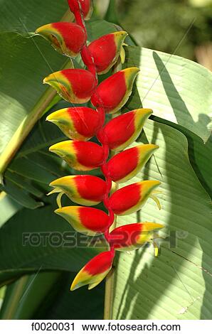Stock Image - Costa Rica, Manuel Antonio National Park. Fotosearch