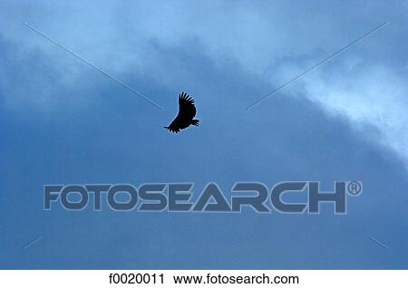 Costa Rica, Poas Volcano National Park, flying eagle View Large Photo Image Stock Image - Costa Rica, Poas Volcano National Park, flying eagle. Fotosearch