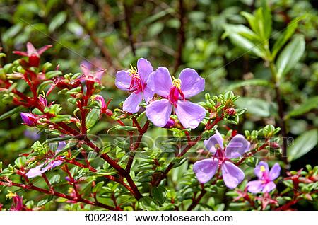 Costa Rica, Poas Volcano National Park, flower View Large Photo Image Stock Image - Costa Rica, Poas Volcano National Park, flower. Fotosearch