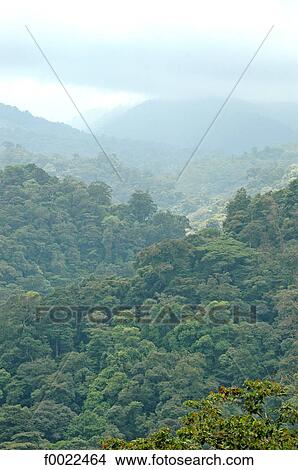 Picture - Costa Rica, rainforest. Fotosearch