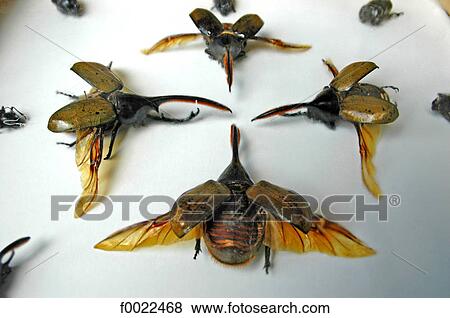 Stock Photo - Costa Rica, Sarapiqui, La Quinta Country Inn, naturalized insects. Fotosearch