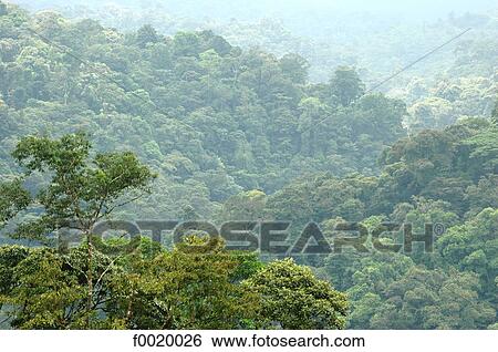 Stock Photograph - Costa Rica, the rainforest. Fotosearch