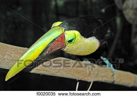 Costa Rica, zoological park, toucan View Large Photo Image Stock Photography - Costa Rica, zoological park, toucan. Fotosearch